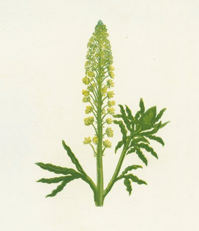 Reseda silvestre, Reseda Lutea de English School